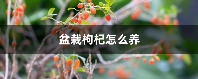 盆栽枸杞怎么养 盆栽枸杞怎么养