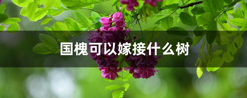 国槐可以嫁接什么树