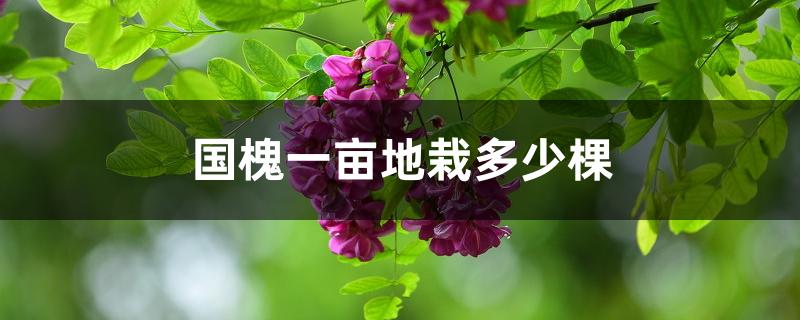 国槐一亩地栽多少棵 国槐一亩地栽多少棵