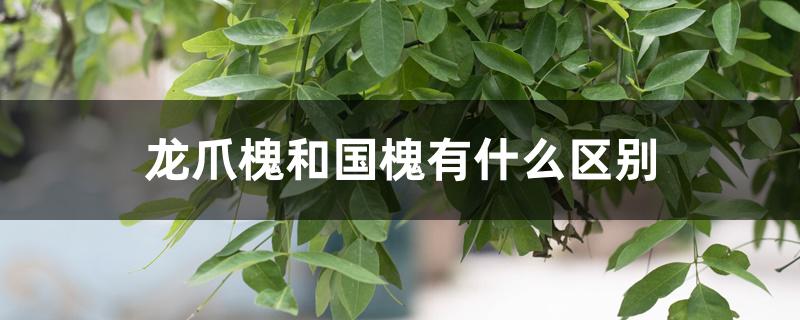 龙爪槐和国槐有什么区别 龙爪槐和国槐有什么区别