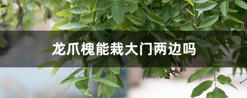 龙爪槐能栽大门两边吗 龙爪槐能栽大门两边吗