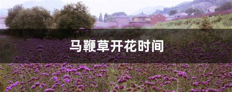 马鞭草开花时间 马鞭草开花时间