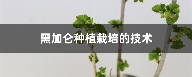 黑加仑种植栽培的技术 黑加仑种植栽培的技术