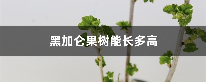 黑加仑果树能长多高 黑加仑果树能长多高