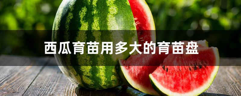 西瓜育苗用多大的育苗盘 西瓜育苗用多大的育苗盘