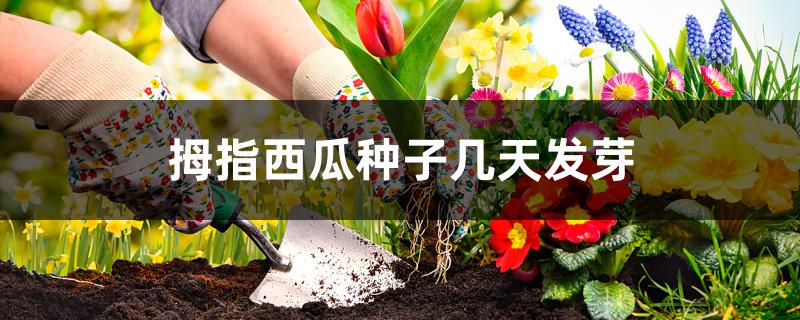 拇指西瓜种子几天发芽 拇指西瓜种子几天发芽