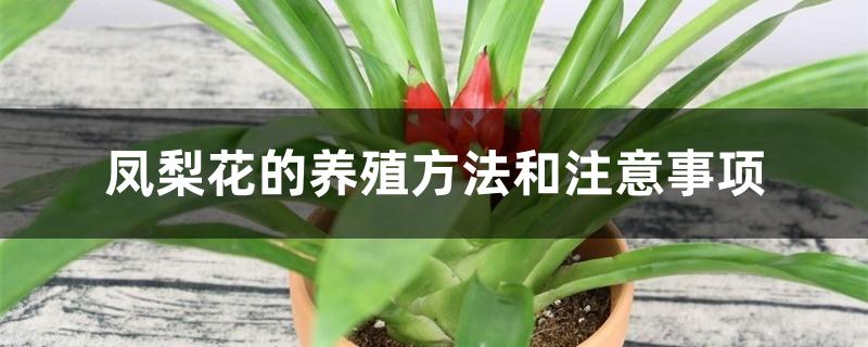 凤梨花的养殖方法和注意事项 凤梨花的养殖方法和注意事项