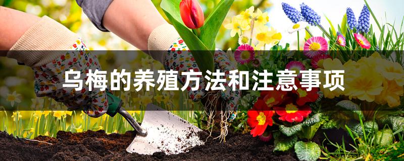 乌梅的养殖方法和注意事项 乌梅的养殖方法和注意事项