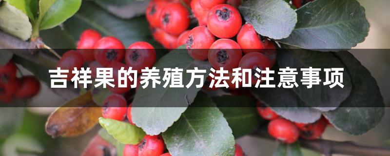 吉祥果的养殖方法和注意事项 吉祥果的养殖方法和注意事项