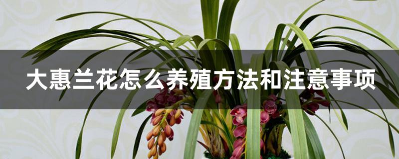 大惠兰花怎么养殖方法和注意事项 大惠兰花怎么养殖方法和注意事项