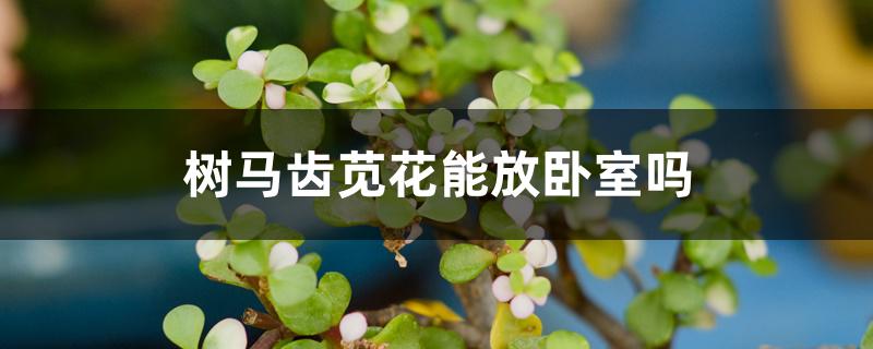 树马齿苋花能放卧室吗 树马齿苋花能放卧室吗