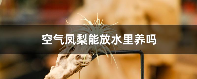 空气凤梨能放水里养吗 空气凤梨能放水里养吗