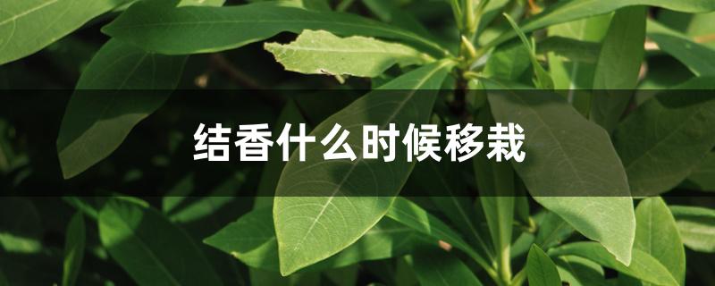结香什么时候移栽 结香什么时候移栽