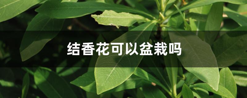 结香花可以盆栽吗 结香花可以盆栽吗