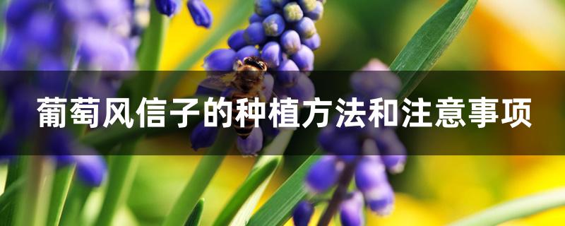 葡萄风信子的种植方法和注意事项 葡萄风信子的种植方法和注意事项