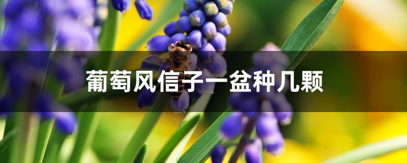 葡萄风信子一盆种几颗 葡萄风信子一盆种几颗