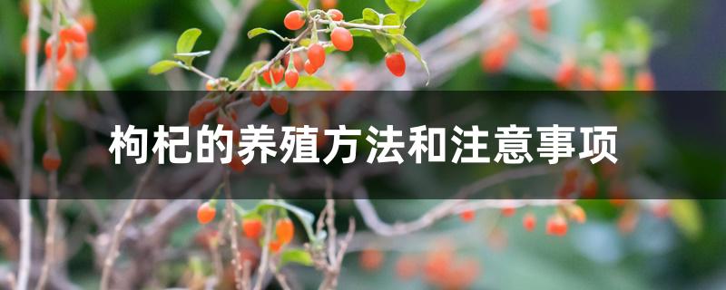 枸杞的养殖方法和注意事项 枸杞的养殖方法和注意事项
