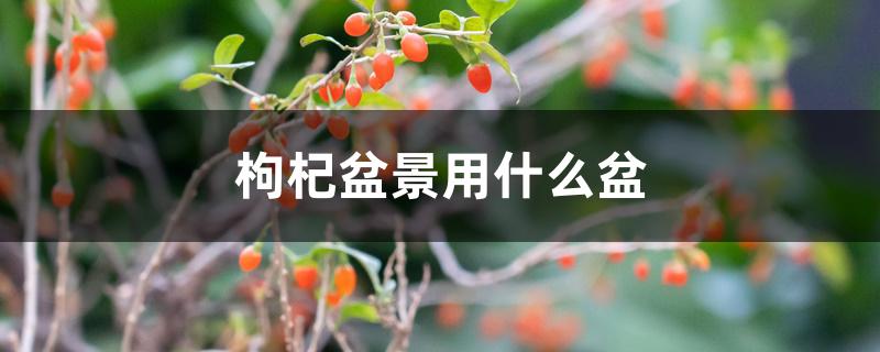枸杞盆景用什么盆 枸杞盆景用什么盆