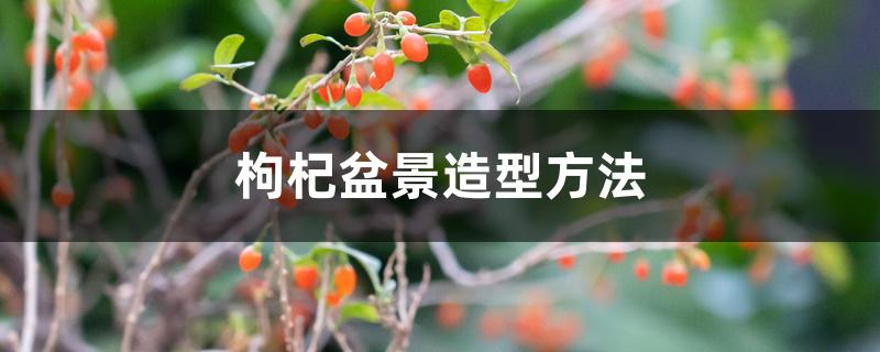 枸杞盆景造型方法 枸杞盆景造型方法