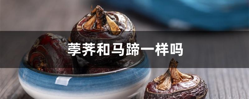 荸荠和马蹄一样吗 荸荠和马蹄一样吗