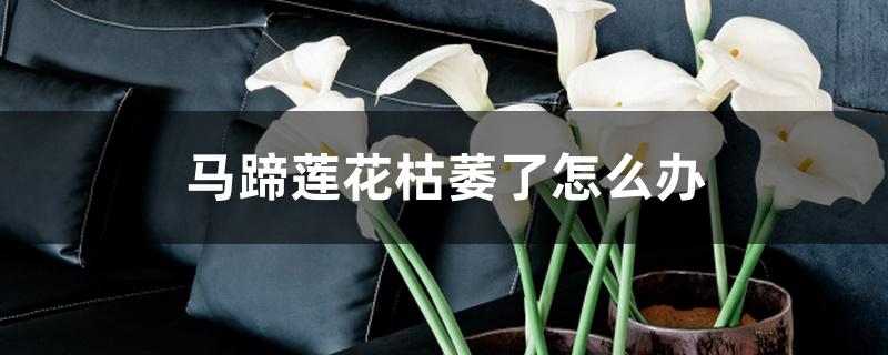 马蹄莲花枯萎了怎么办 马蹄莲花枯萎了怎么办