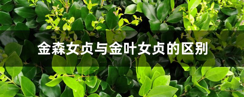 金森女贞与金叶女贞的区别 金森女贞与金叶女贞的区别