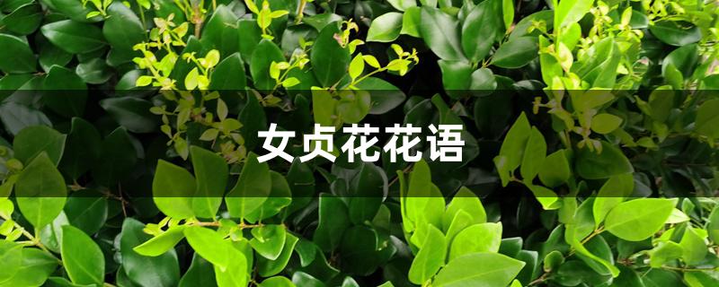 女贞花花语 女贞花花语