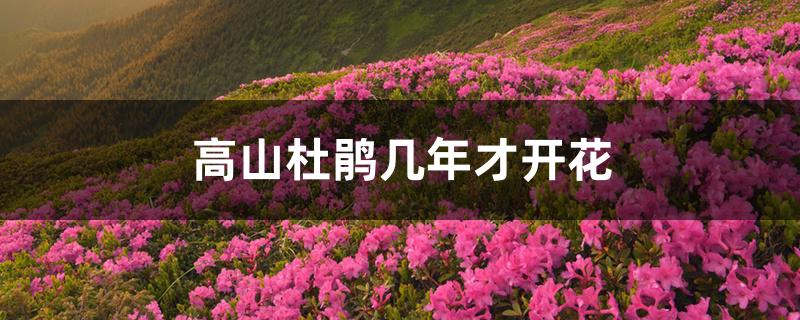 高山杜鹃几年才开花 高山杜鹃几年才开花