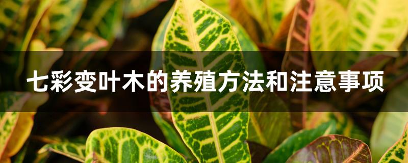 七彩变叶木的养殖方法和注意事项 七彩变叶木的养殖方法和注意事项