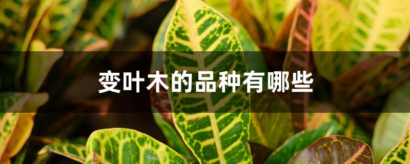变叶木的品种有哪些 变叶木的品种有哪些