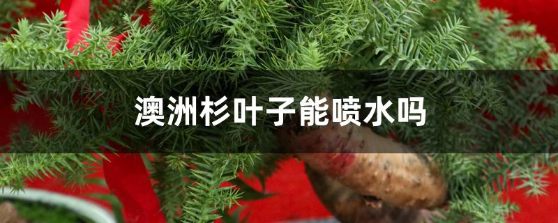 澳洲杉叶子能喷水吗 澳洲杉叶子能喷水吗