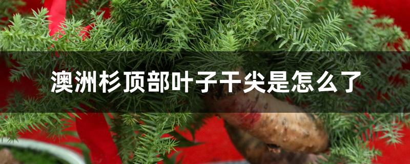 澳洲杉顶部叶子干尖是怎么了 澳洲杉顶部叶子干尖是怎么了