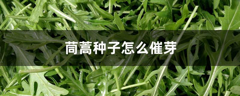 茼蒿种子怎么催芽 茼蒿种子怎么催芽