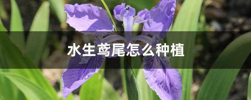 水生鸢尾怎么种植 水生鸢尾怎么种植