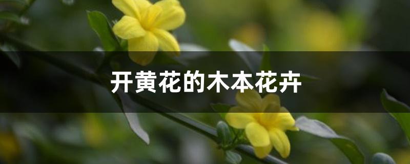 开黄花的木本花卉
