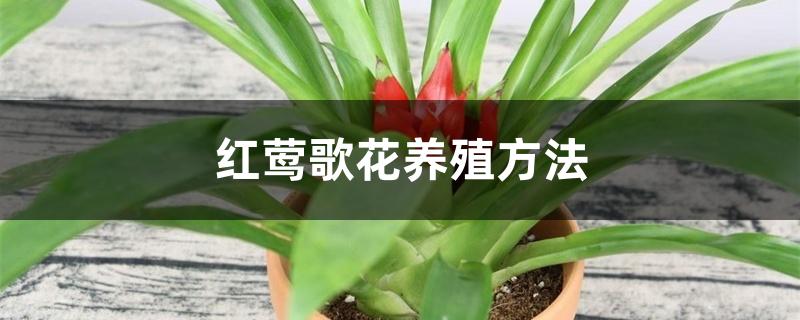 红莺歌花养殖方法 红莺歌花养殖方法