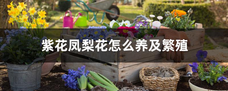 紫花凤梨花怎么养及繁殖 紫花凤梨花怎么养及繁殖