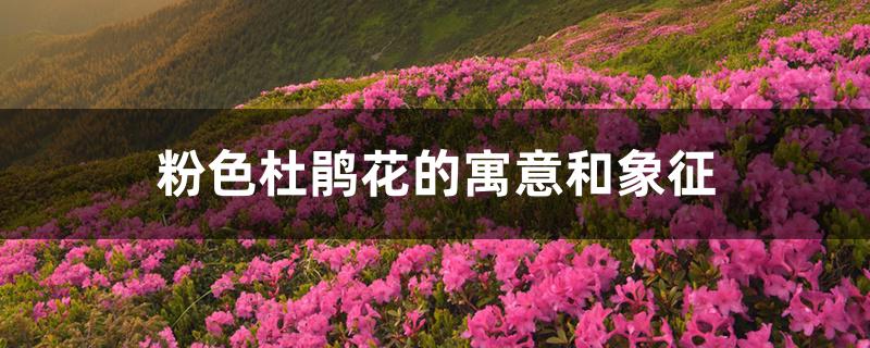粉色杜鹃花的寓意和象征 粉色杜鹃花的寓意和象征