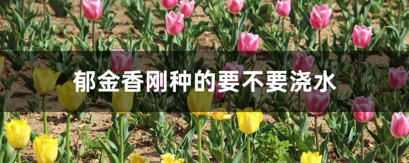 郁金香刚种的要不要浇水 郁金香刚种的要不要浇水