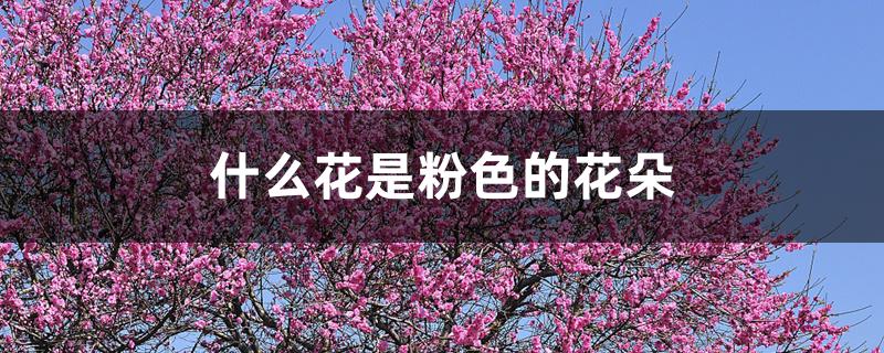 什么花是粉色的花朵 什么花是粉色的花朵