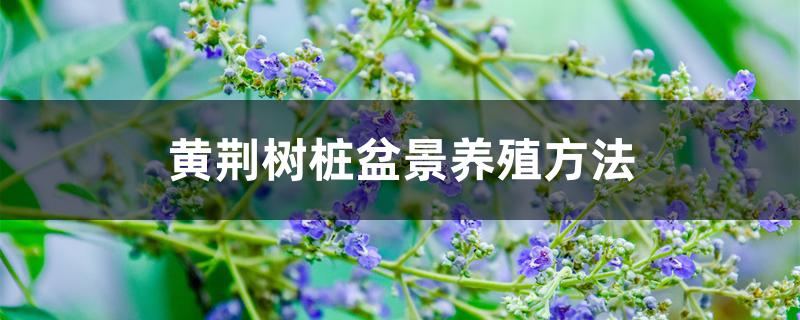 黄荆树桩盆景养殖方法 黄荆树桩盆景养殖方法
