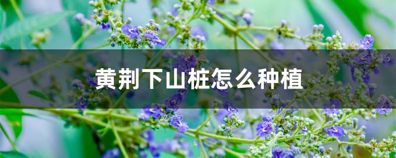 黄荆下山桩怎么种植 黄荆下山桩怎么种植