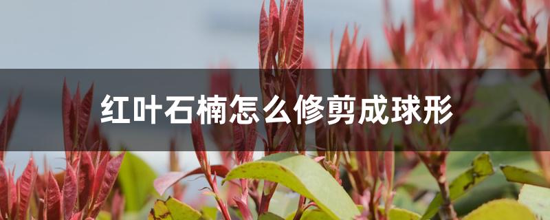 红叶石楠怎么修剪成球形