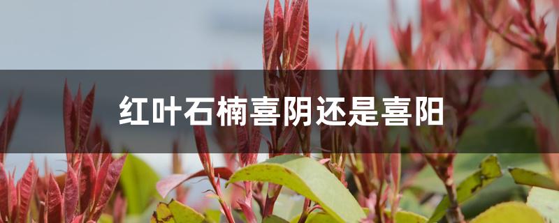 红叶石楠喜阴还是喜阳 红叶石楠喜阴还是喜阳