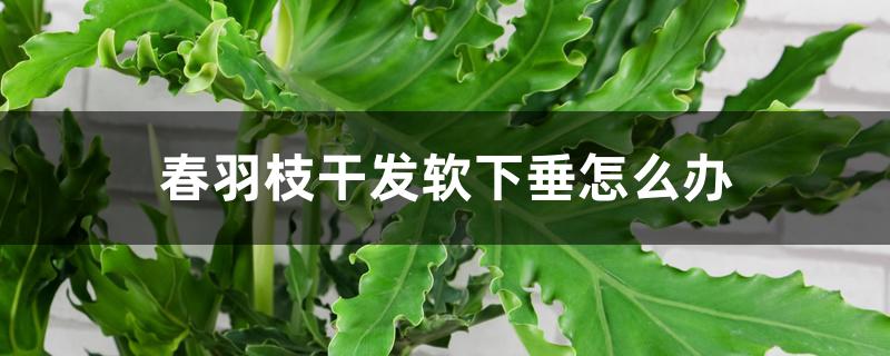 春羽枝干发软下垂怎么办 春羽枝干发软下垂怎么办