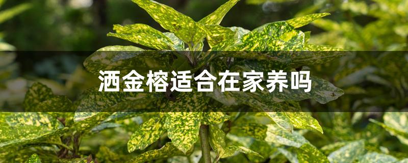 洒金榕适合在家养吗