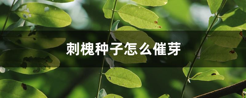 刺槐种子怎么催芽 刺槐种子怎么催芽