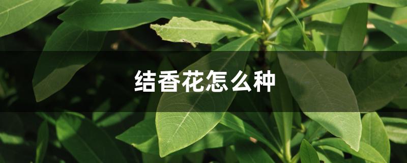 结香花怎么种 结香花怎么种