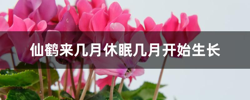 仙鹤来几月休眠几月开始生长 仙鹤来几月休眠几月开始生长
