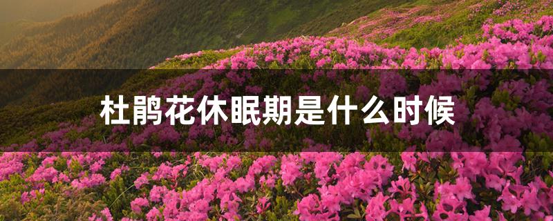 杜鹃花休眠期是什么时候 杜鹃花休眠期是什么时候